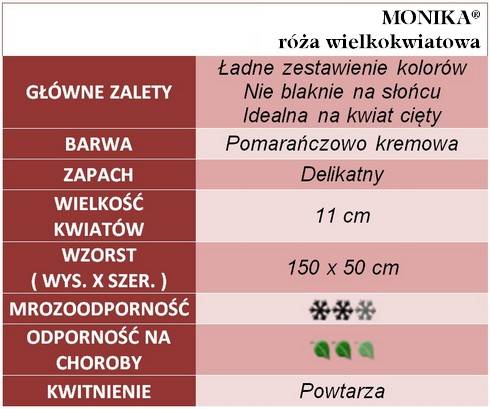 Monika róże wielkokwiatowe gł. zal